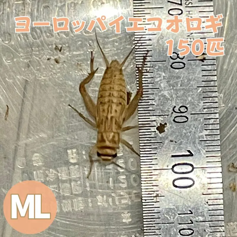 コオロギ 生き餌 ヨーロッパイエコオロギ MLサイズ 150匹 生餌 爬虫類 両生類 餌 大型魚 活きエサ ヘビ イグアナ カナヘビ エサ えさ 大量 蛇 爬虫類フード ヤモリ カエル レオパ フトアゴヒゲトカゲ アロワナ 活餌 イエコ 送料無料 生産者直販売