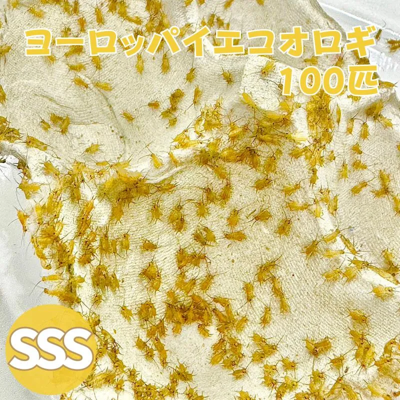 ヨーロッパイエコオロギ SSSサイズ 100匹 生餌 生産者直販売 生き餌 活き餌 餌用コオロギ ウーパールーパー ペット用エサ 小動物 爬虫類 両生類 餌 カナヘビ ヤモリ カエル ヤドクガエル トカゲ アカハラ イモリ 活餌 イエコ ミニサイズ えさ エサ