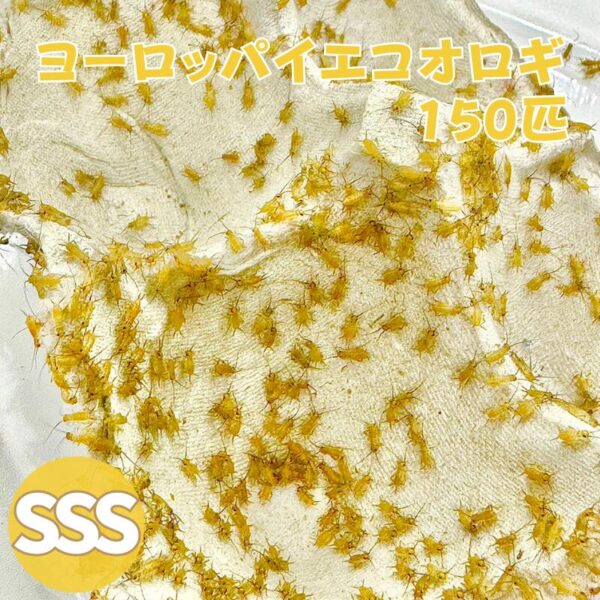 ヨーロッパイエコオロギ SSSサイズ 150匹 生餌 生産者直販売 生き餌 活き餌 餌用コオロギ ウーパールーパー ペット用エサ 小動物 爬虫類 両生類 餌 カナヘビ ヤモリ カエル ヤドクガエル トカゲ アカハラ イモリ 活餌 イエコ ミニサイズ えさ エサ