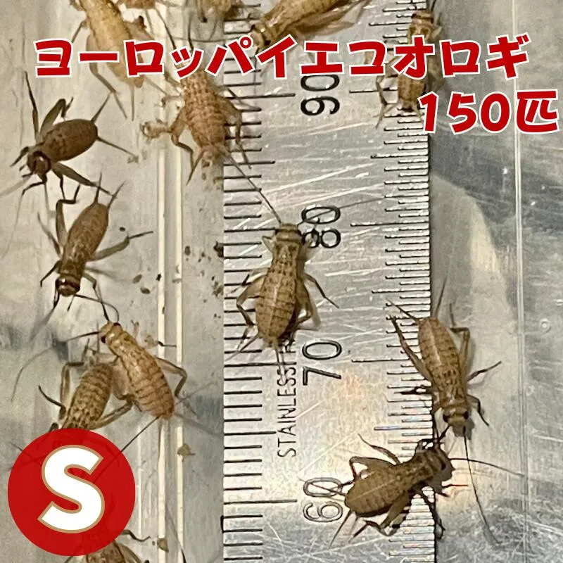 ヨーロッパイエコオロギ Sサイズ 150匹 生餌 コオロギえさ S 餌用コオロギ 活きエサ 販売 活きえさ 活き餌 イエコオロギ 生産者直販売 爬虫類 両生類 餌 カナヘビ ヤモリ カエル レオパ フトアゴヒゲトカゲ 活餌 イエコ 淡水魚 ヘビ フクロウ フクロウの餌 虫 昆虫