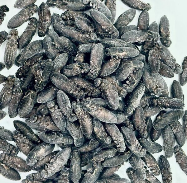 冷凍コオロギ クロコオロギ 約60匹60ｇ クロコ 脚除去 レオパの餌 冷凍餌 爬虫類 肉食魚 アロワナ