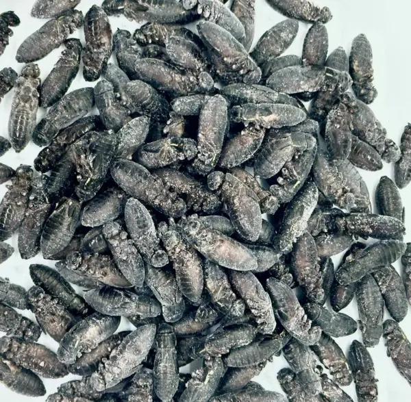 冷凍コオロギ クロコオロギ 約60匹60g | No.1 Cricket