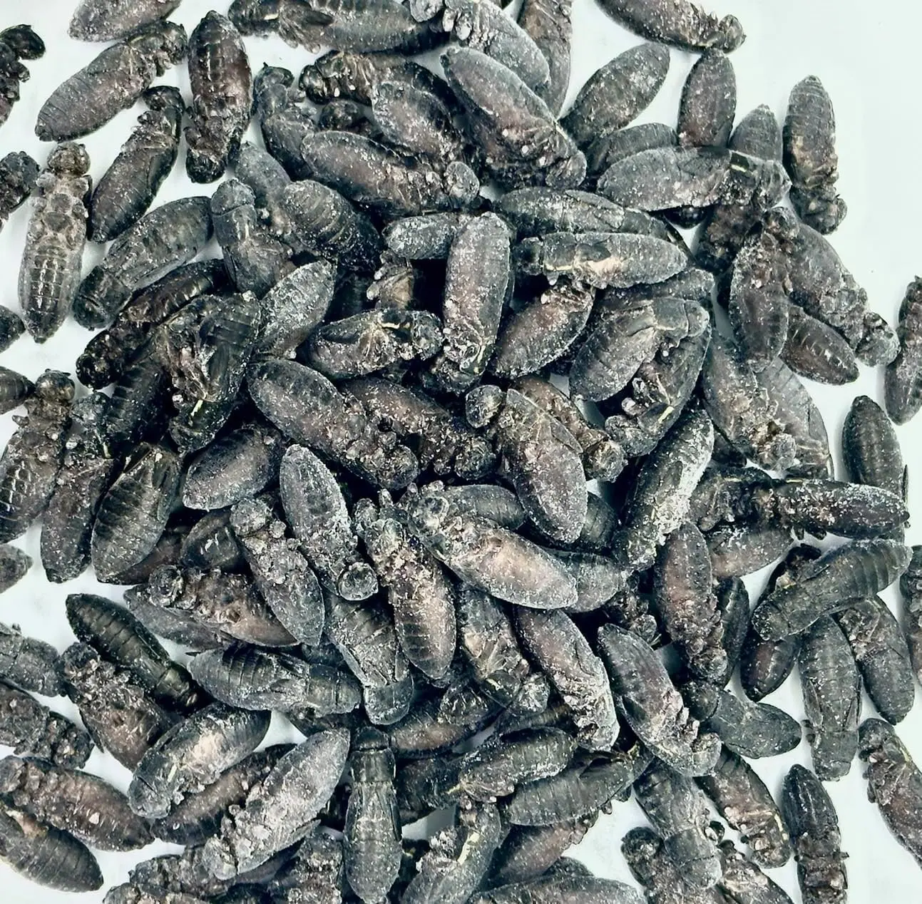 冷凍コオロギ | No.1 Cricket