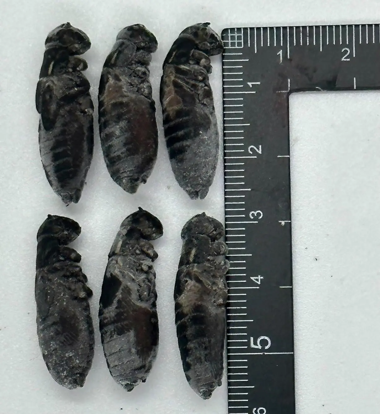 冷凍コオロギ クロコオロギ 約60匹60g | No.1 Cricket