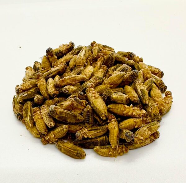 冷凍コオロギ Lサイズ 100g 約250匹 生産者直販売 冷凍餌  虫 えさ イエコ イエコオロギ まとめ買い 冷凍イエコ ヨーロッパイエコオロギ