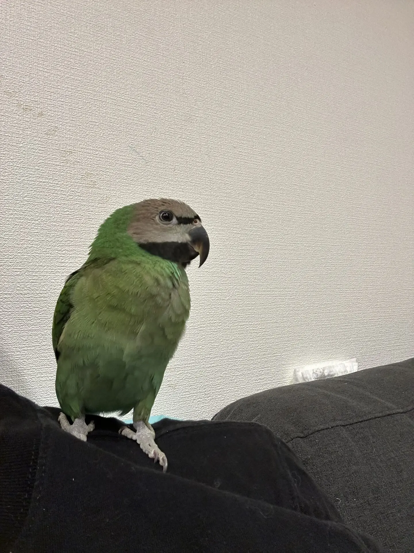 ダルマインコ