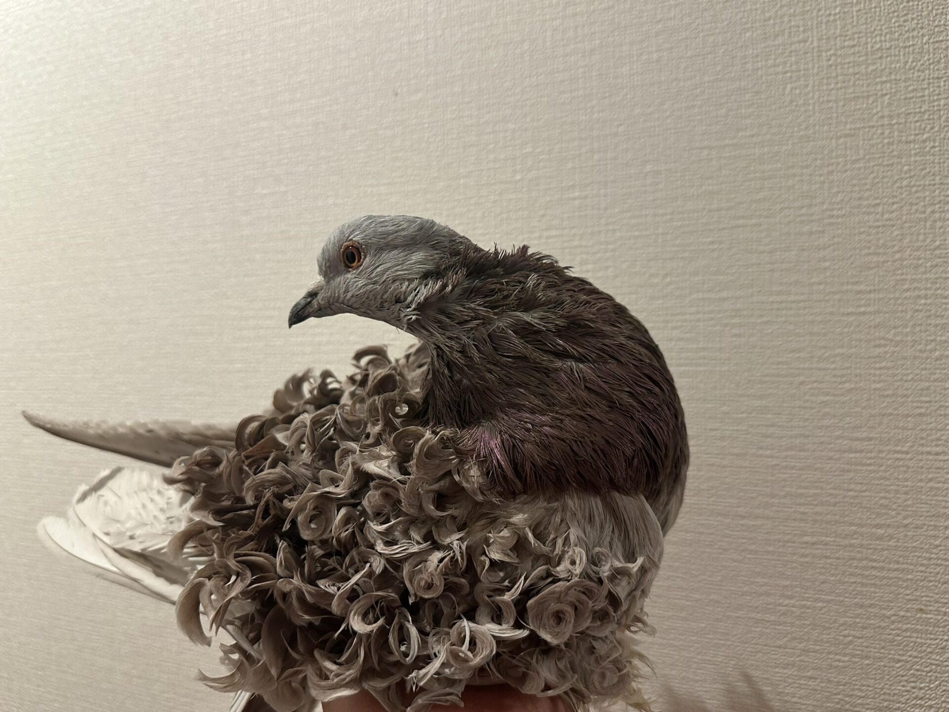 趣味ブログ