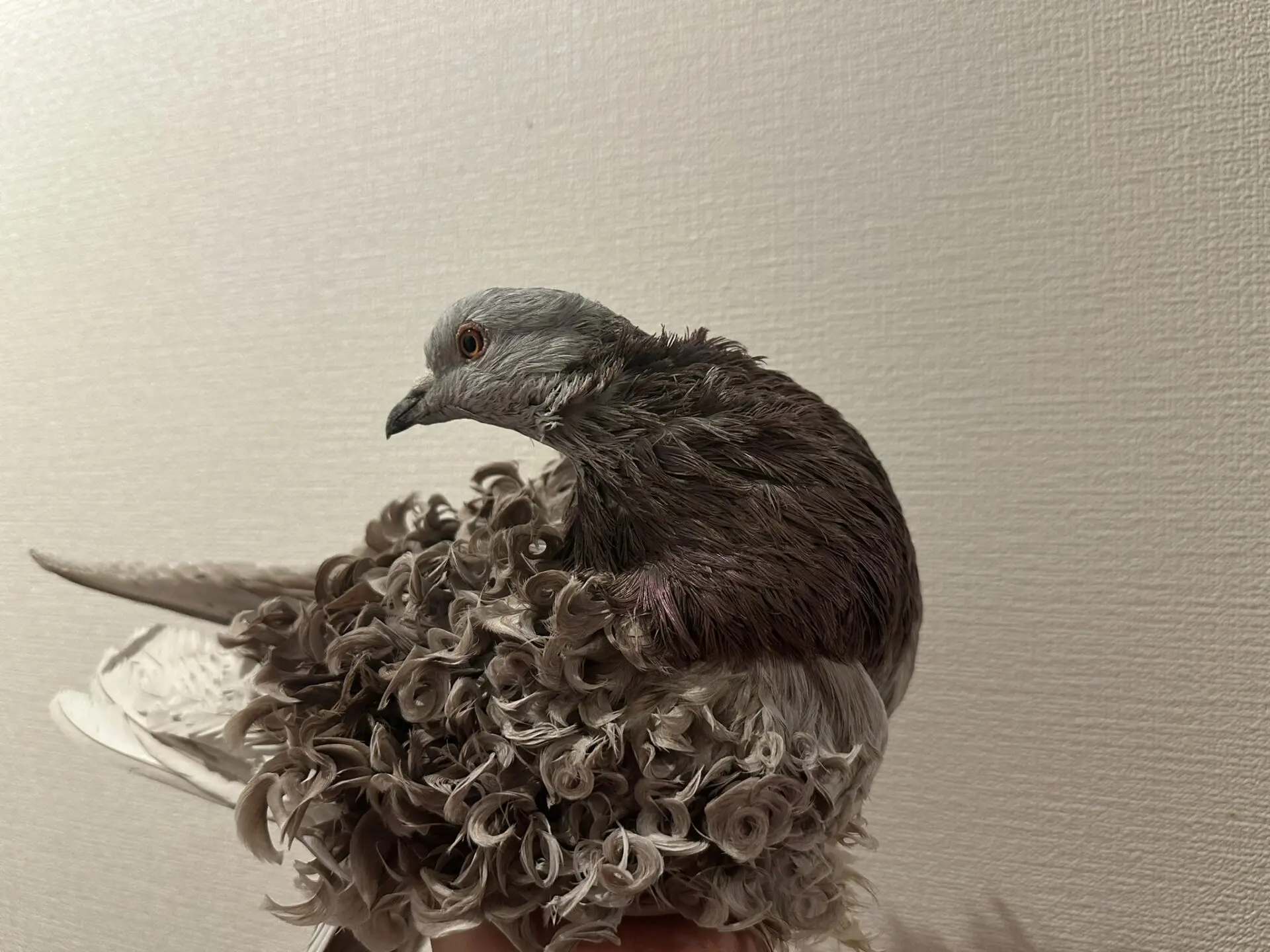 趣味ブログ