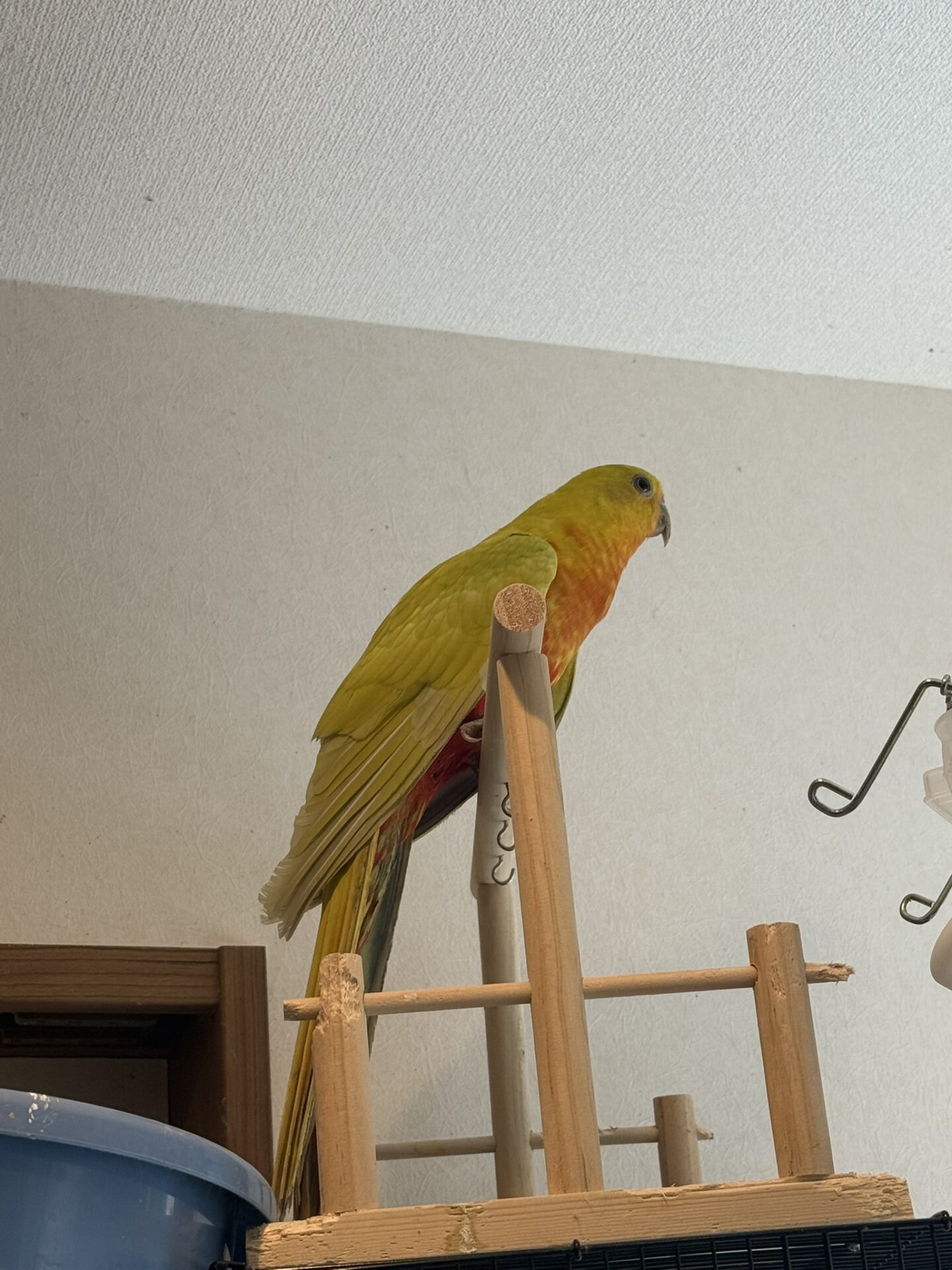 キンショウジョウインコ