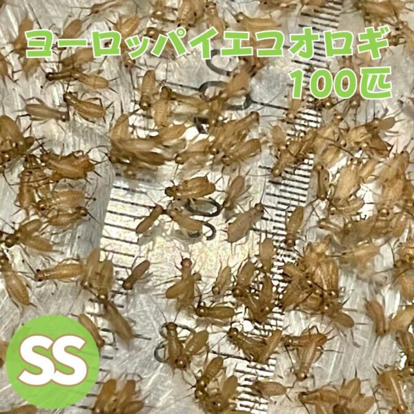 ヨーロッパイエコオロギ SS サイズ 100匹 生餌 コオロギ イエコオロギ ヨーロッパ 生産者直販売 生き餌 爬虫類 両生類 餌 小動物 カナヘビ ヤモリ カエル 活餌 イエコ 昆虫 えさ エサ 餌用 蛇 かえる 蛙 大量 まとめ買い 送料無料