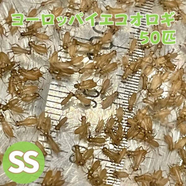 ヨーロッパイエコオロギ SS サイズ 50匹 生餌 コオロギ イエコオロギ ヨーロッパ 生産者直販売 生き餌 爬虫類 両生類 餌 小動物 カナヘビ ヤモリ カエル 活餌 イエコ 昆虫 えさ エサ 餌用 蛇 かえる 蛙 大量 まとめ買い 送料無料