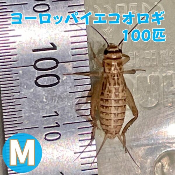 ヨーロッパイエコオロギ Mサイズ 100匹 生餌 生産者直販売 爬虫類 両生類 餌 大型魚 ヤモリ カエル レオパ フトアゴヒゲトカゲ アマガエル 活餌 イエコ コオロギm イグアナのえさ 昆虫 生体 活きエサ 生き餌 活き餌 爬虫類フード 熱帯魚 送料無料 えさ エサ