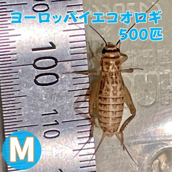 ヨーロッパイエコオロギ Mサイズ 500匹 生餌 生産者直販売 爬虫類 両生類 餌 大型魚 ヤモリ カエル レオパ フトアゴヒゲトカゲ アマガエル 活餌 イエコ コオロギm イグアナのえさ 昆虫 生体 活きエサ 生き餌 活き餌 爬虫類フード 熱帯魚 送料無料 えさ エサ