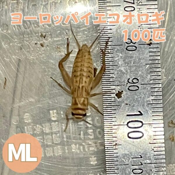コオロギ 生き餌 ヨーロッパイエコオロギ MLサイズ 100匹 生餌 爬虫類 両生類 餌 大型魚 活きエサ ヘビ イグアナ カナヘビ エサ えさ 大量 蛇 爬虫類フード ヤモリ カエル レオパ フトアゴヒゲトカゲ アロワナ 活餌 イエコ 送料無料 生産者直販売