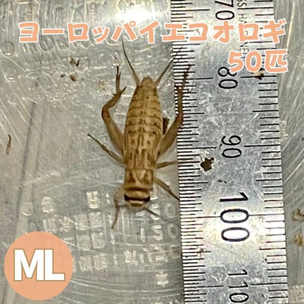 コオロギ 生き餌 ヨーロッパイエコオロギ MLサイズ 50匹 生餌 爬虫類 両生類 餌 大型魚 活きエサ ヘビ イグアナ カナヘビ エサ えさ 大量 蛇 爬虫類フード ヤモリ カエル レオパ フトアゴヒゲトカゲ アロワナ 活餌 イエコ 送料無料 生産者直販売