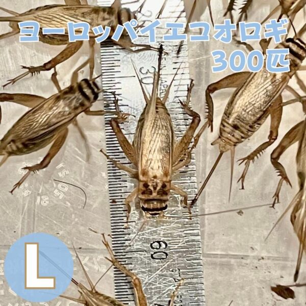 コオロギ 生き餌 ヨーロッパイエコオロギ Lサイズ 300匹 生餌 爬虫類 両生類 餌 大型魚 活きエサ ヘビ イグアナ カナヘビ エサ えさ 大量 蛇 爬虫類フード ヤモリ カエル レオパ フトアゴヒゲトカゲ アロワナ 活餌 イエコ 送料無料 生産者直販売