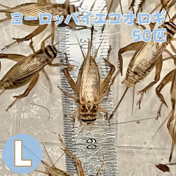コオロギ 生き餌 ヨーロッパイエコオロギ Lサイズ 50匹 生餌 爬虫類 両生類 餌 大型魚 活きエサ ヘビ イグアナ カナヘビ エサ えさ 大量 蛇 爬虫類フード ヤモリ カエル レオパ フトアゴヒゲトカゲ アロワナ 活餌 イエコ 送料無料 生産者直販売