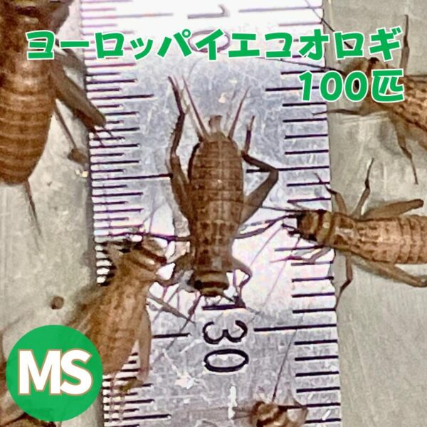 ヨーロッパイエコオロギ MSサイズ 100匹 生餌 コオロギえさ MS 餌用コオロギ 活きエサ 販売 活きえさ 活き餌 イエコオロギ 生産者直販売 爬虫類 両生類 餌 カナヘビ ヤモリ カエル レオパ フトアゴヒゲトカゲ 活餌 イエコ 淡水魚 ヘビ フクロウ フクロウの餌 虫 昆虫
