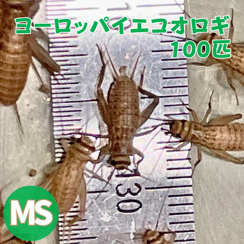 ヨーロッパイエコオロギ MSサイズ 100匹 生餌 コオロギえさ MS 餌用コオロギ 活きエサ 販売 活きえさ 活き餌 イエコオロギ 生産者直販売 爬虫類 両生類 餌 カナヘビ ヤモリ カエル レオパ フトアゴヒゲトカゲ 活餌 イエコ 淡水魚 ヘビ フクロウ フクロウの餌 虫 昆虫