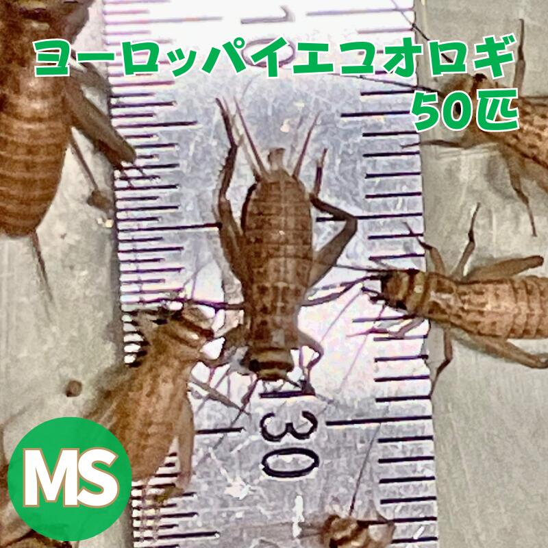 ヨーロッパイエコオロギ MSサイズ 50匹 生餌 コオロギえさ MS 餌用コオロギ 活きエサ 販売 活きえさ 活き餌 イエコオロギ 生産者直販売 爬虫類 両生類 餌 カナヘビ ヤモリ カエル レオパ フトアゴヒゲトカゲ 活餌 イエコ 淡水魚 ヘビ フクロウ フクロウの餌 虫 昆虫