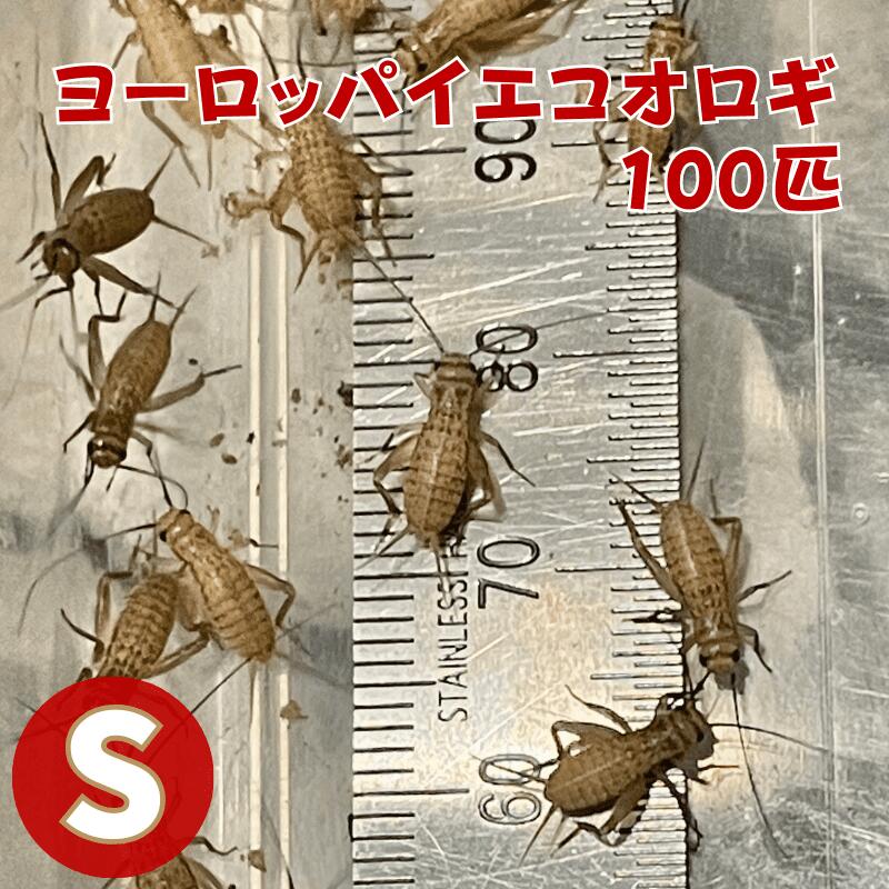 ヨーロッパイエコオロギ Sサイズ 100匹 生餌 コオロギえさ S 餌用コオロギ 活きエサ 販売 活きえさ 活き餌 イエコオロギ 生産者直販売 爬虫類 両生類 餌 カナヘビ ヤモリ カエル レオパ フトアゴヒゲトカゲ 活餌 イエコ 淡水魚 ヘビ フクロウ フクロウの餌 虫 昆虫