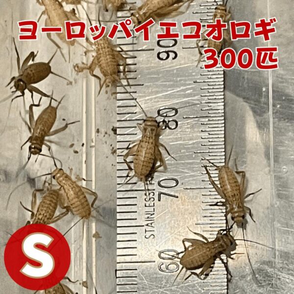 ヨーロッパイエコオロギ Sサイズ 300匹 生餌 コオロギえさ S 餌用コオロギ 活きエサ 販売 活きえさ 活き餌 イエコオロギ 生産者直販売 爬虫類 両生類 餌 カナヘビ ヤモリ カエル レオパ フトアゴヒゲトカゲ 活餌 イエコ 淡水魚 ヘビ フクロウ フクロウの餌 虫 昆虫