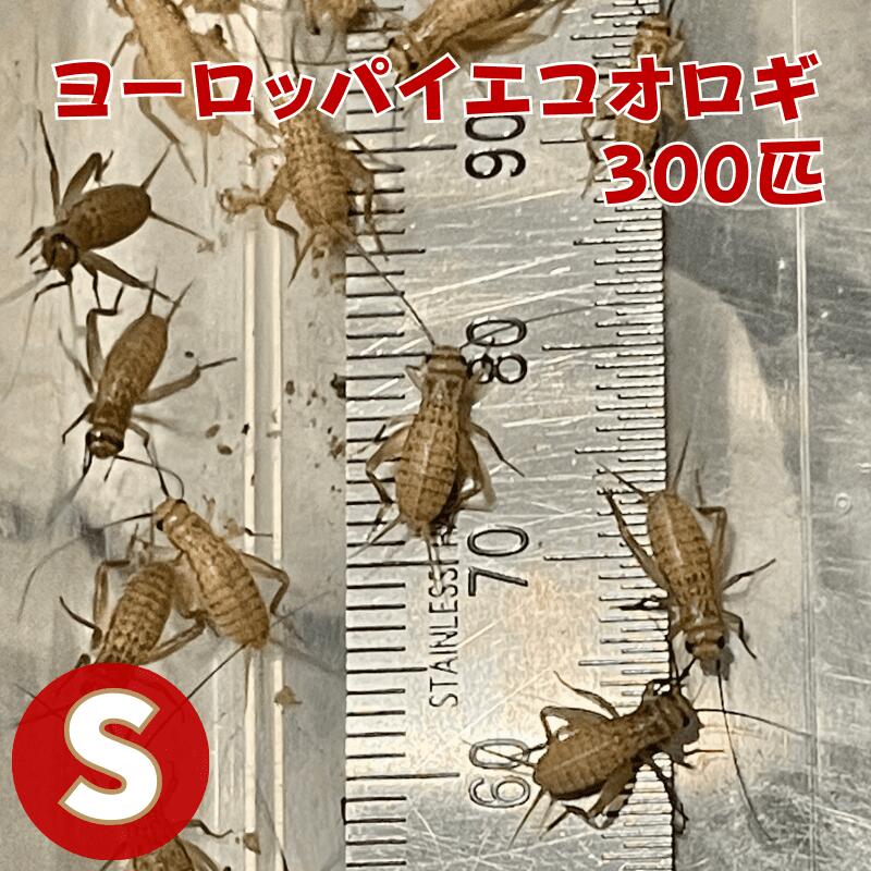 ヨーロッパイエコオロギ Sサイズ 300匹 生餌 コオロギえさ S 餌用コオロギ 活きエサ 販売 活きえさ 活き餌 イエコオロギ 生産者直販売 爬虫類 両生類 餌 カナヘビ ヤモリ カエル レオパ フトアゴヒゲトカゲ 活餌 イエコ 淡水魚 ヘビ フクロウ フクロウの餌 虫 昆虫