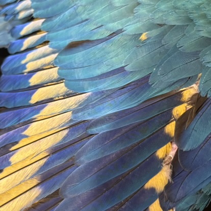 ルリコンゴウインコ”イエローライン”